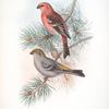 Pinicola enucleator. Pine-Grosbeak.