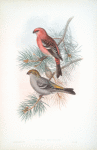 Pinicola enucleator. Pine-Grosbeak.