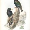 Sturnus vulgaris. Starling.
