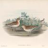 Actodromas minuta.  Little Stint.