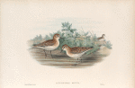 Actodromas minuta.  Little Stint.