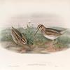 Limnocryptes gallinula.  Jack Snipe.