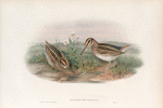 Limnocryptes gallinula.  Jack Snipe.