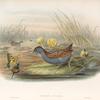 Porzana pygmæa. Baillon's Crake.