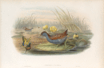 Porzana pygmæa. Baillon's Crake.