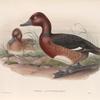 Nyroca leucophthalmos. White-eyed, or Ferruginous Duck.