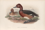 Nyroca leucophthalmos. White-eyed, or Ferruginous Duck.