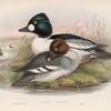 Clangula glaucion. Golden-eye.
