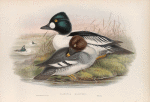 Clangula glaucion. Golden-eye.