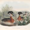 Podiceps rubricollis. Red-necked Grebe.