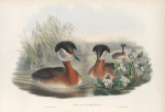 Podiceps rubricollis. Red-necked Grebe.