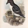 Alca torda. Razorbill.