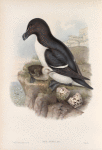 Alca torda. Razorbill.