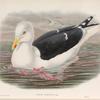 Larus marinus. Great Black-backed Gull.