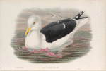 Larus marinus. Great Black-backed Gull.