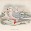 Rhodostethia Rossii. Ross's Gull.