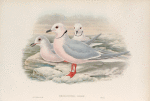 Rhodostethia Rossii. Ross's Gull.