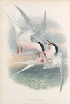 Sterna paradisea. Roseate Tern.
