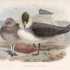 Stercorarius pomatorhinus. Pomatorhine Skua.