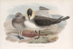Stercorarius pomatorhinus. Pomatorhine Skua.