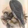 Falco gyrfalco. Norwegian Falcon, adult and young.