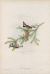 Parus cristatus.  Crested Tit.