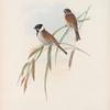 Schænicola arundinacea. Reed-Bunting.