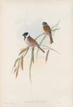Schænicola arundinacea. Reed-Bunting.