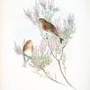 Linota montium. /Twite, or Mountain-Linnet.