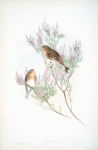 Linota montium. /Twite, or Mountain-Linnet.