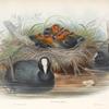Fulica aqtra. Coot.
