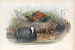 Fulica aqtra. Coot.