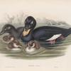 Oidemia fusca. Velvet Scoter.