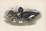Oidemia fusca. Velvet Scoter.