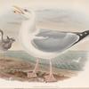 Larus argentatus. Herring-Gull.