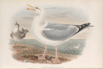 Larus argentatus. Herring-Gull.