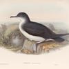 Puffinus anglorum. Manx Shearwater.