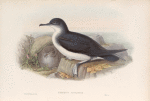 Puffinus anglorum. Manx Shearwater.