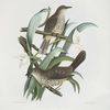 Harporhynchus cinereus, Cinereous Thrush.