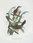 Harporhynchus cinereus, Cinereous Thrush.
