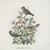 Lophophanes inornatus, Plain-crested Chicadee.