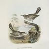 Campylorhynchus affinis, Allied Wren.