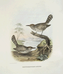 Campylorhynchus affinis, Allied Wren.