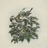 Dendræca graciæ, Grace's Warbler.
