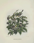Dendræca graciæ, Grace's Warbler.