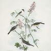 1. Vireo plumbeus, Lead-coloored Vireo; 2. Vireo vicinior, Coues' Vireo; 3.  Vireo swainsoni, Swainson's Vireo; 4. Vireo pusillus, Little Vireo.