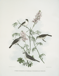 1. Vireo plumbeus, Lead-coloored Vireo; 2. Vireo vicinior, Coues' Vireo; 3.  Vireo swainsoni, Swainson's Vireo; 4. Vireo pusillus, Little Vireo.