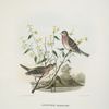 Aegiothus exilipes, American Mealy Red-Poll.