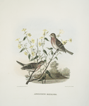 Aegiothus exilipes, American Mealy Red-Poll.