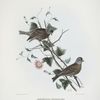 Leucosticte greseinucha, Gray-headed Finch.